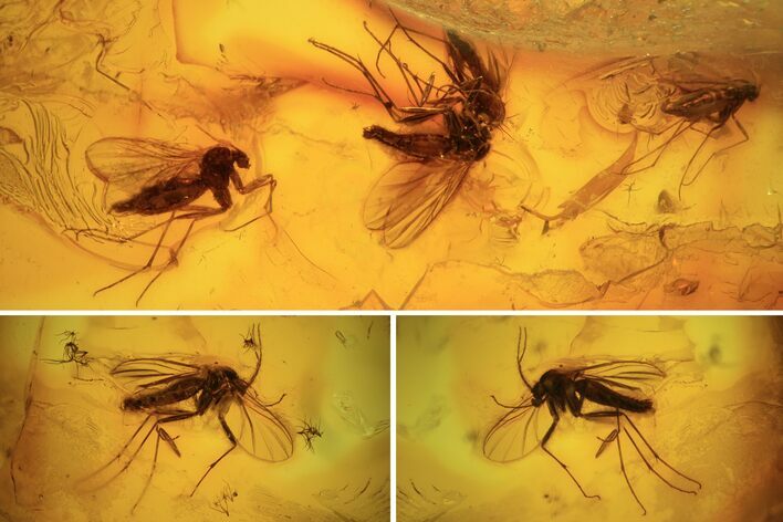 Fossil Fly Swarm (Diptera) In Baltic Amber #87078